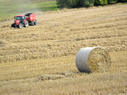 Napier Silage